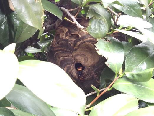 コガタスズメバチ注意点植木