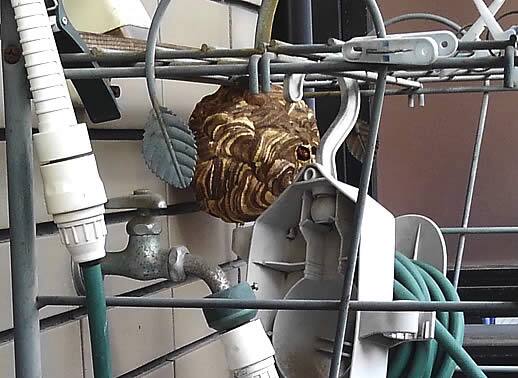 コガタスズメバチ注意点ラック