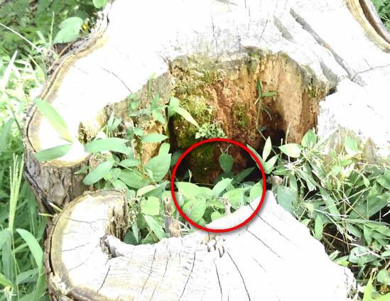 スズメバチ駆除切り株