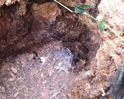 スズメバチの巣駆除切り株