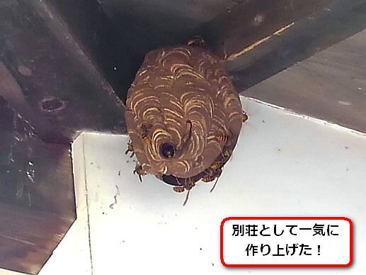 キイロスズメバチの巣別荘