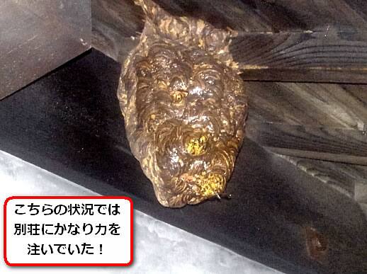 キイロスズメバチの巣別荘