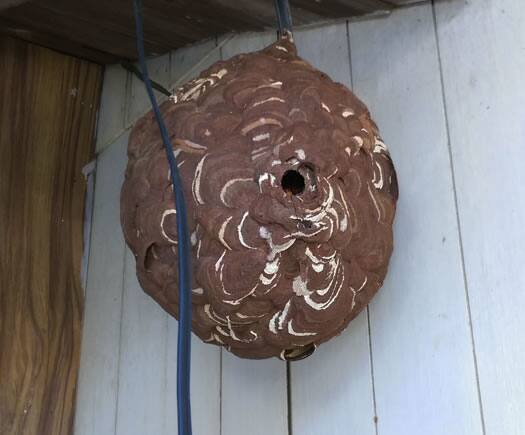 スズメバチの巣駆除軒下配線