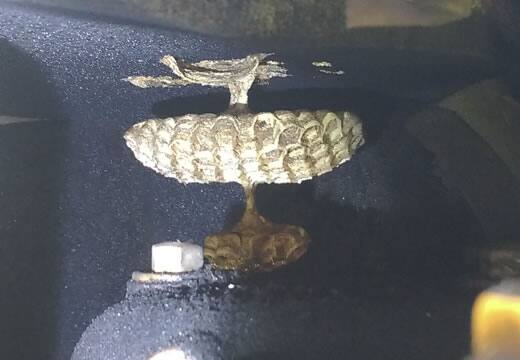 モンスズメバチの巣