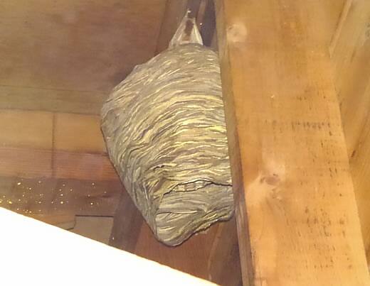 モンスズメバチの巣