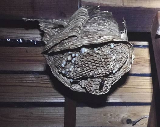 モンスズメバチの巣