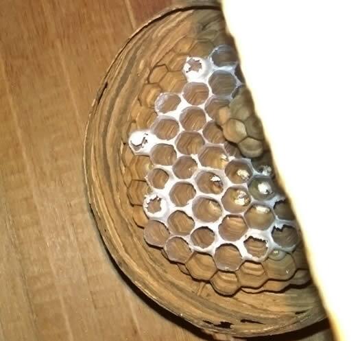 ヒメスズメバチの巣