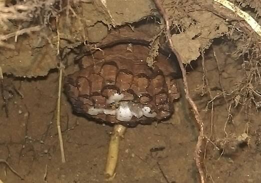 オオスズメバチの巣