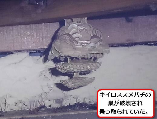 チャイロスズメバチの巣