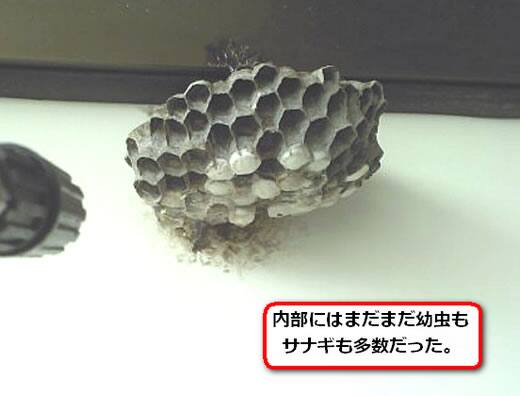 セグロアシナガバチの巣駆除