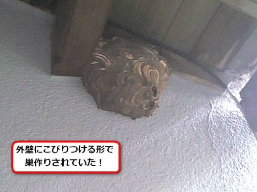 コガタスズメバチの巣駆除