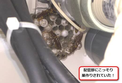 アシナガバチ巣給湯器