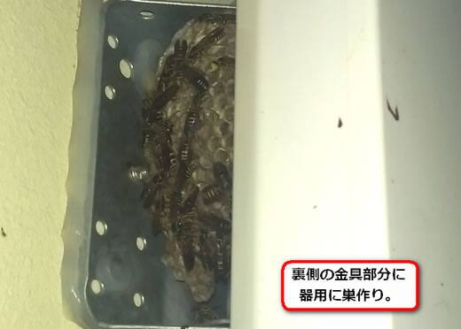 アシナガバチ巣アンテナ