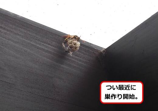 玄関アシナガバチ巣