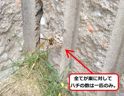 コンクリート塀蜂の巣