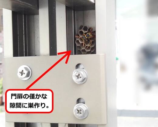 6月15日アシナガバチ