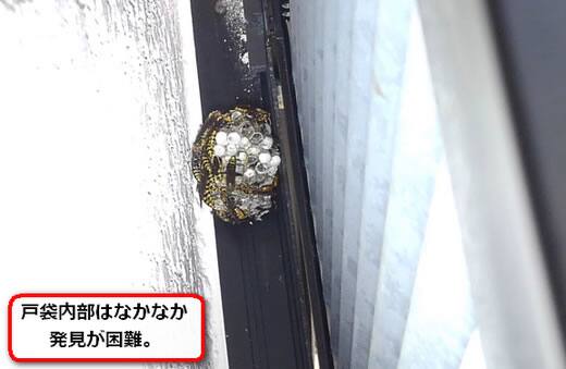 アシナガバチ巣戸袋