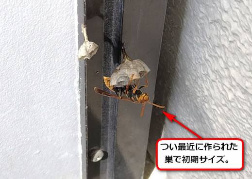 セグロアシナガバチの巣駆除