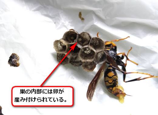 セグロアシナガバチ卵