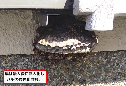 セグロアシナガバチの巣駆除
