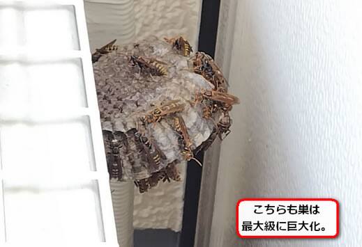 セグロアシナガバチの巣駆除