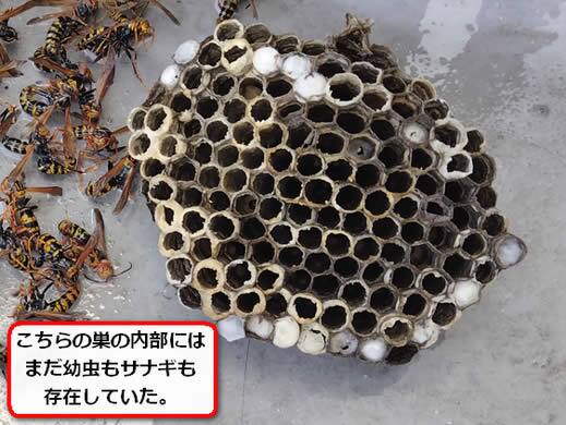 アシナガバチの巣内部
