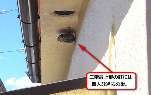 アシナガバチの巣駆除二階軒