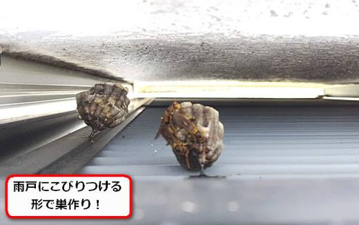 雨戸蜂の巣