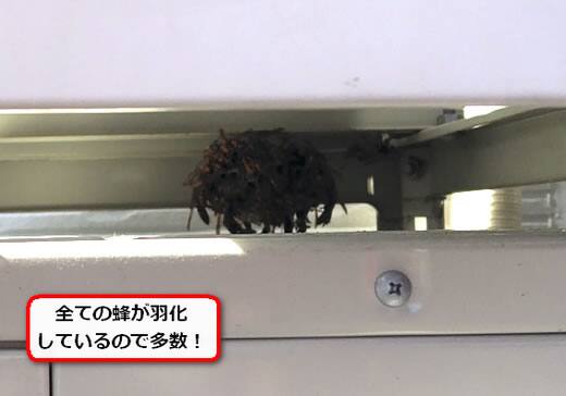 室外機アシナガバチ巣
