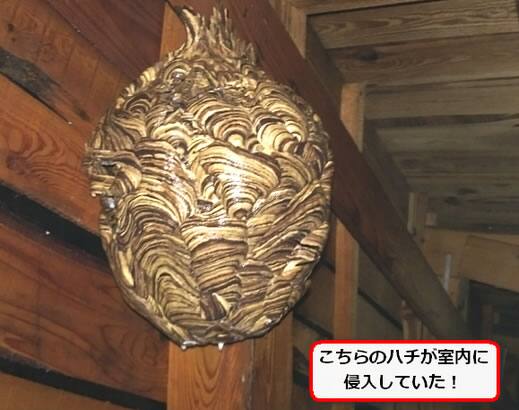 屋根裏スズメバチ巣