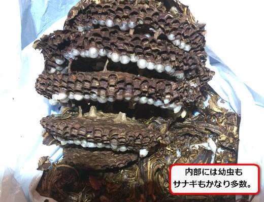 キイロスズメバチ巣内部