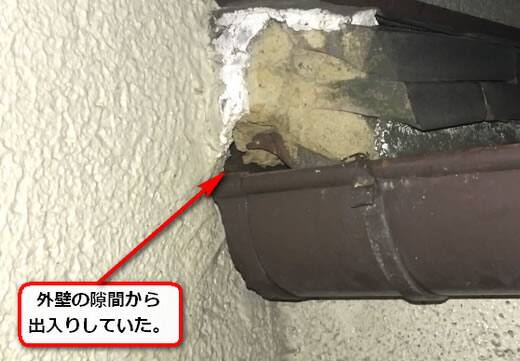 スズメバチ侵入口外壁