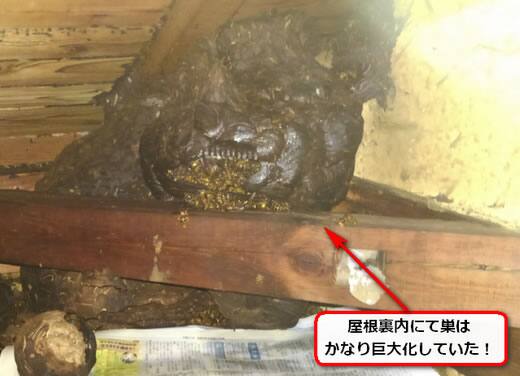 蜂の巣屋根裏