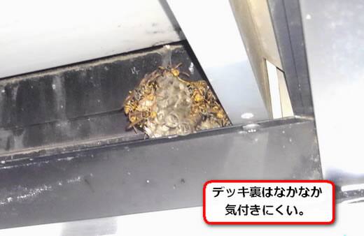 アシナガバチ巣デッキ裏