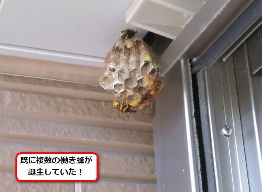 セグロアシナガバチの巣駆除