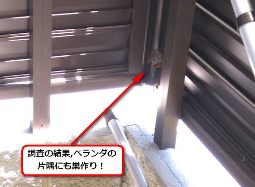 アシナガバチ駆除ベランダ