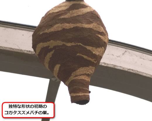 コガタスズメバチの巣駆除