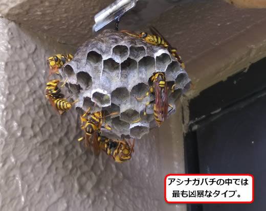 キアシナガバチの巣駆除