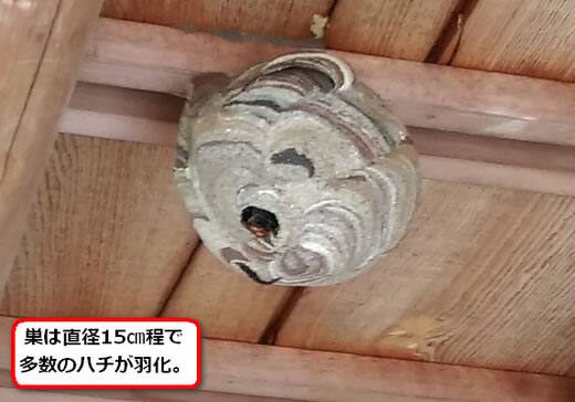 コガタスズメバチの巣駆除