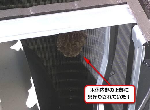 セグロアシナガバチの巣駆除