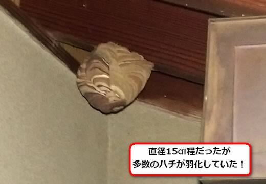 コガタスズメバチの巣駆除