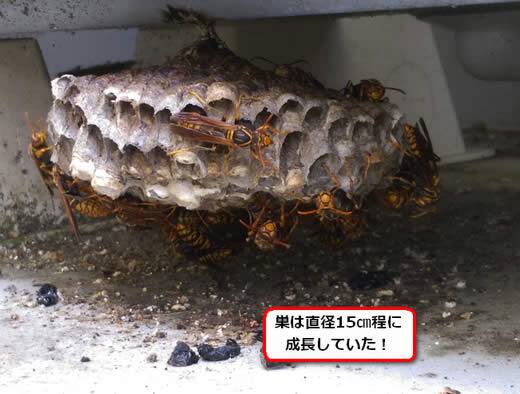 セグロアシナガバチの巣駆除