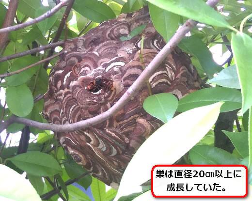 コガタスズメバチの巣駆除