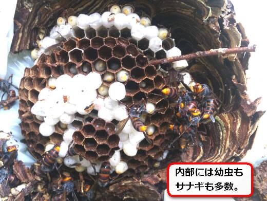 コガタスズメバチの巣