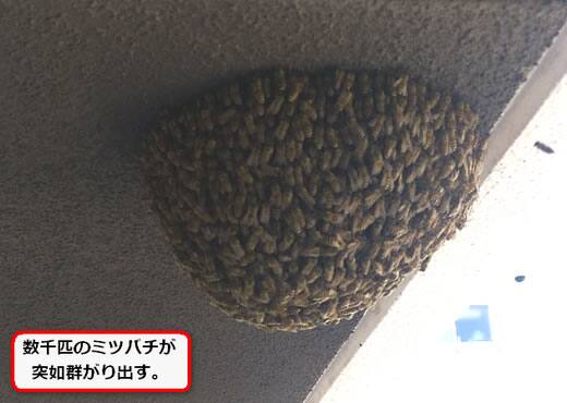 ミツバチ駆除マンション