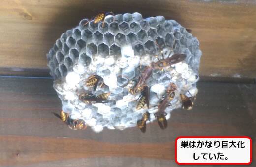 アシナガバチウッドデッキ
