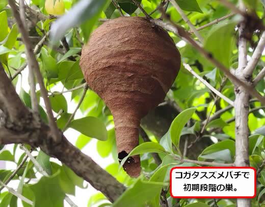 コガタスズメバチの巣駆除