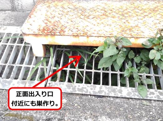 店舗側溝蜂の巣