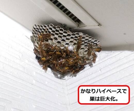 高所軒蜂の巣