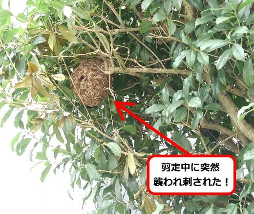 庭木剪定蜂の巣